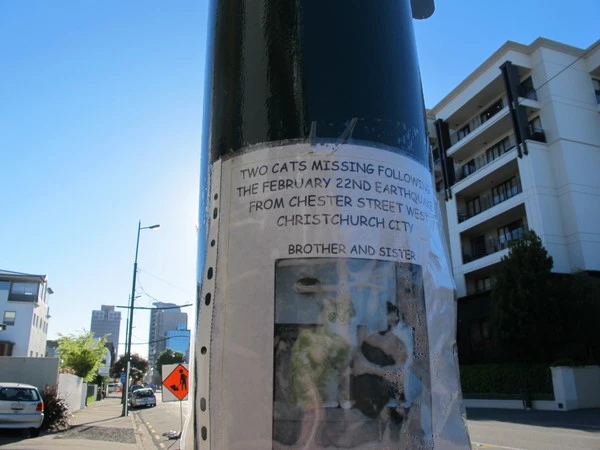 Missing cats sign