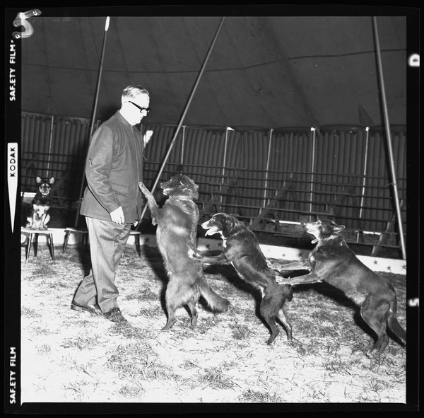 Dogs performing in a circus