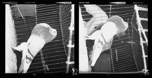 Norwich cropper at the Poultry, Pigeon and Cage Bird show