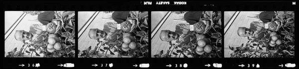 Mr John Maitland with his tomatoes