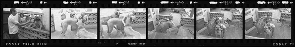Kramer family with Great Danes