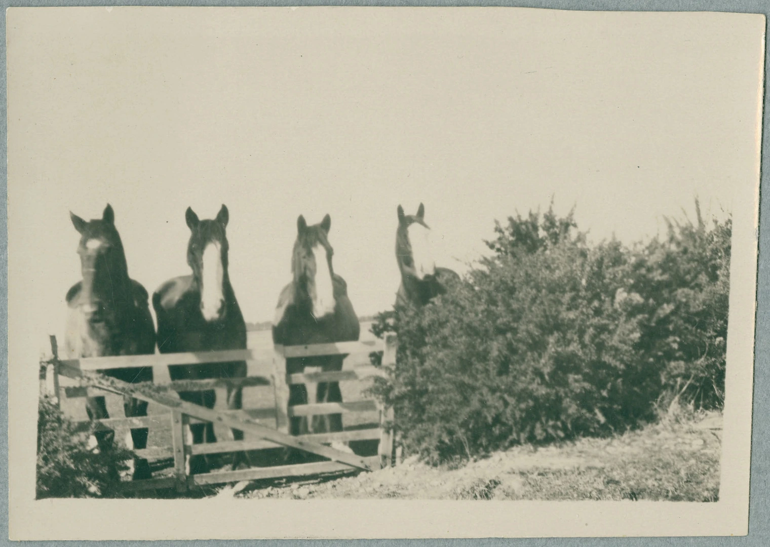 Horses at “Greensfield” Farm