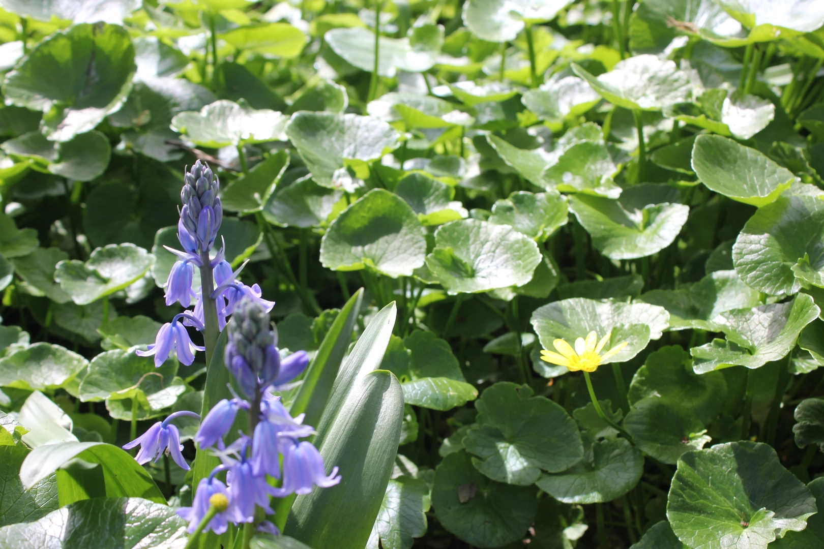 Beautiful Spanish Bluebell