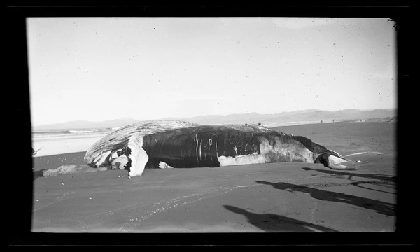Whale carcass on the beach
