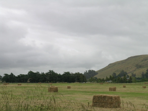 Paddock in Gebbies Valley