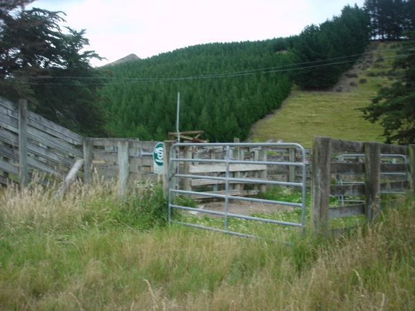 Sheep pen in Teddington