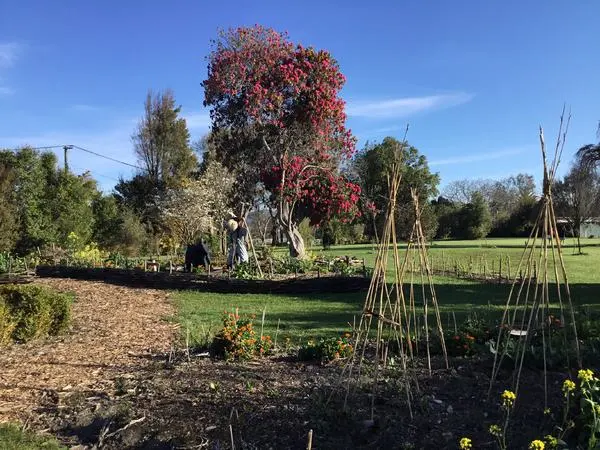 Richmond Community Garden plantings