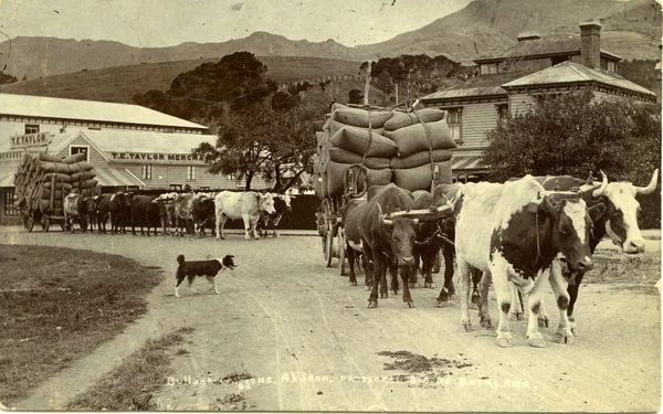 Bullocks pulling wagons filled with sacksJan Shuttleworth collection