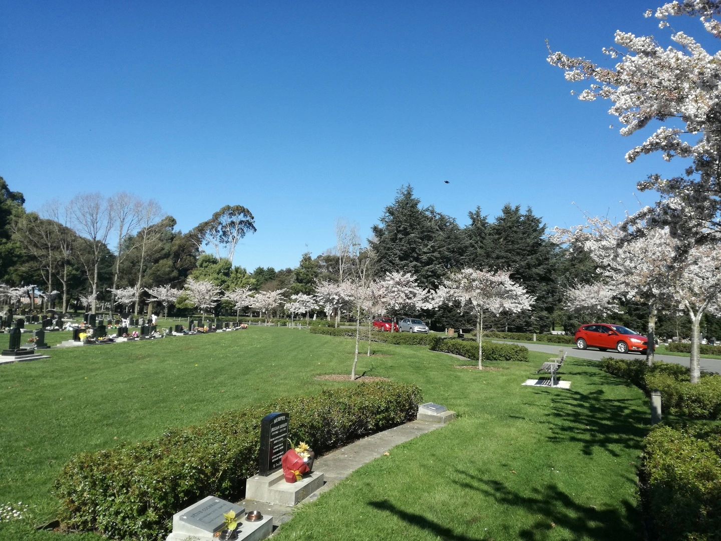 Trees in blossom at Avonhead Park Cemetery