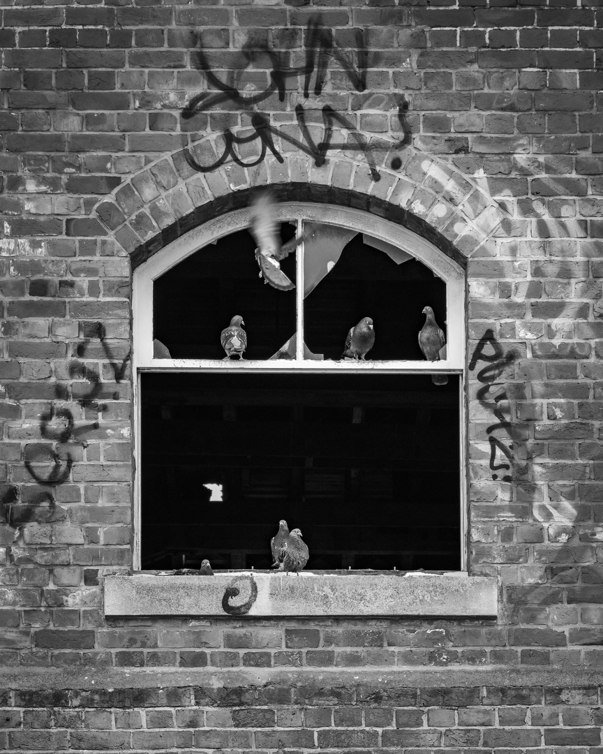 Pigeons roosting in the abandoned building on 167 Hereford Street