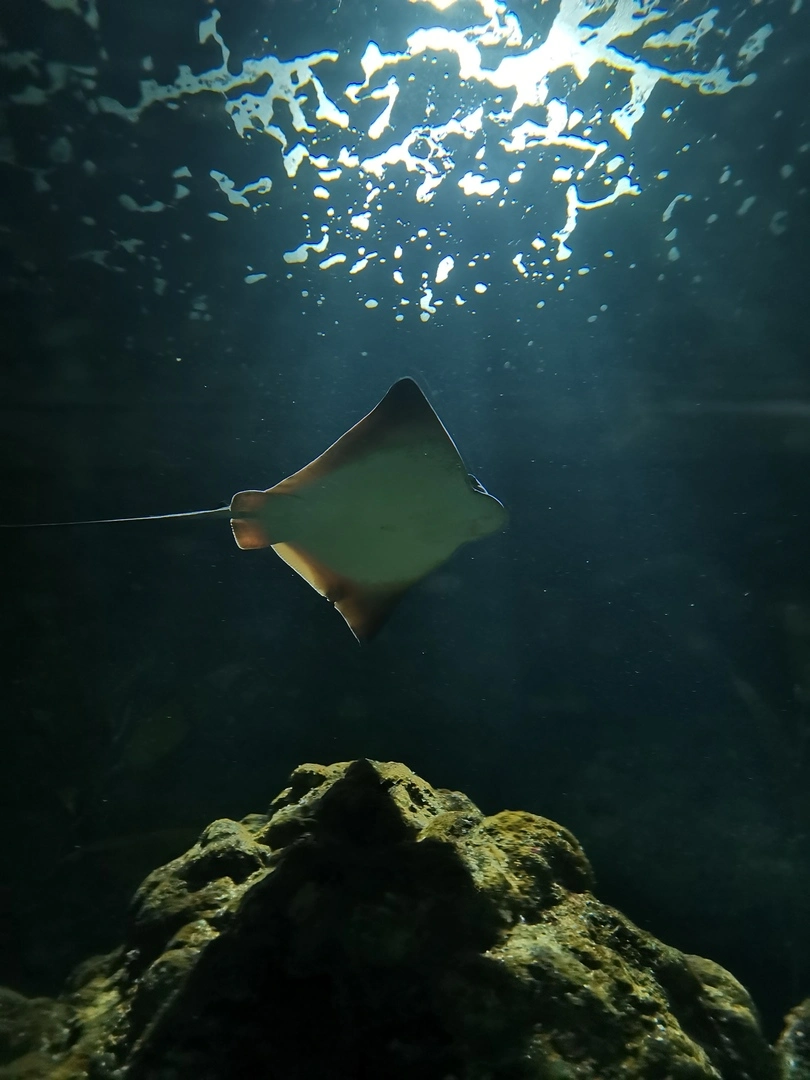 Kelly Tarlton's Aquarium