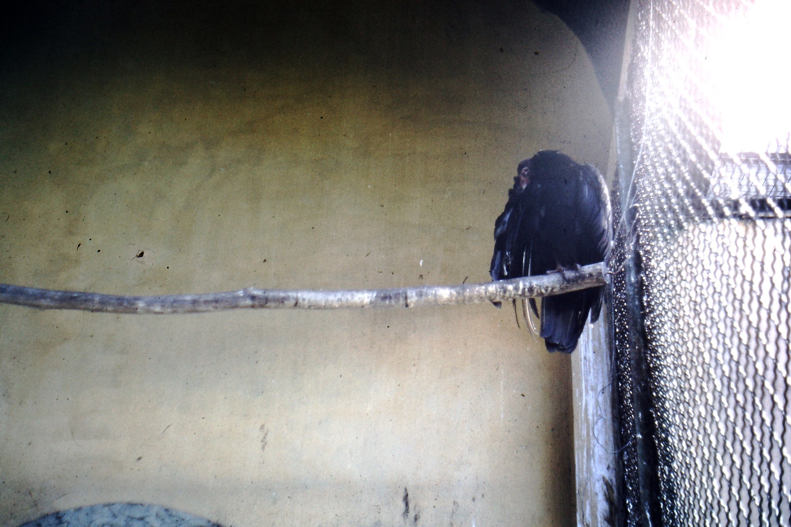 Bird at Auckland Zoo