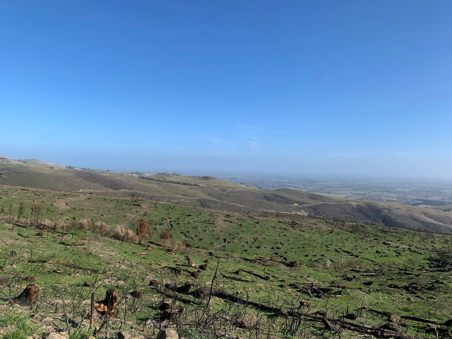 Fire damage on the Port Hills