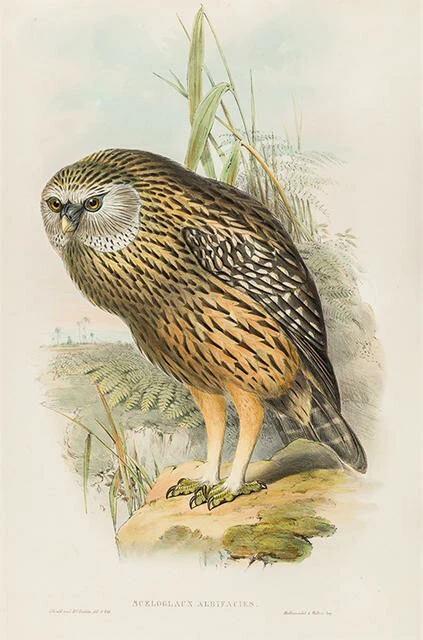 John Gould; Henry Richter - Sceloglaux albifacies (Whekau, extinct Laughing Owl)