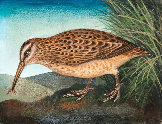 Eileen Mayo - Tutukiwi / Subantarctic Snipe