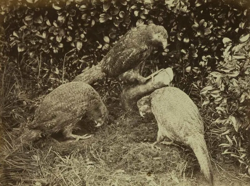 Photograph: Three Kakapo