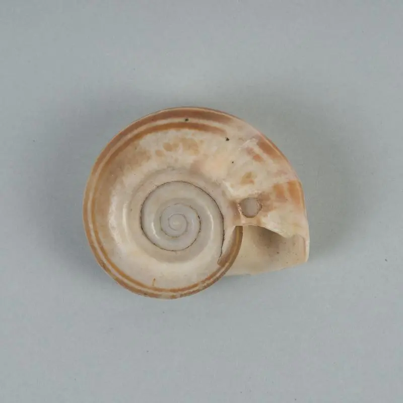 Mollusc shell: Giant rams horn snail, Marisa cornuarietis