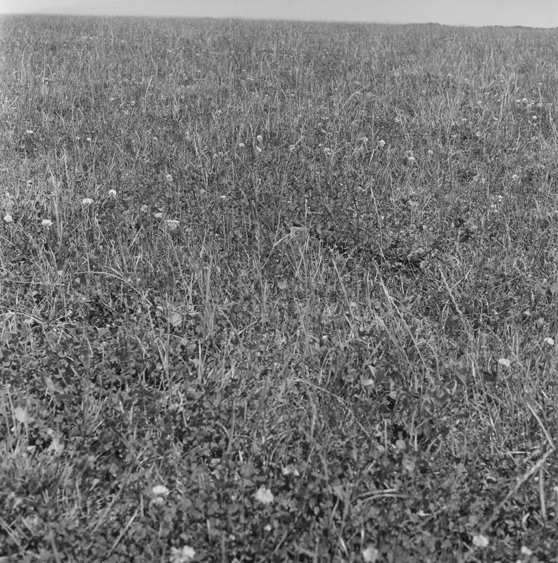 Marginal land development in Northland, Nov 1959