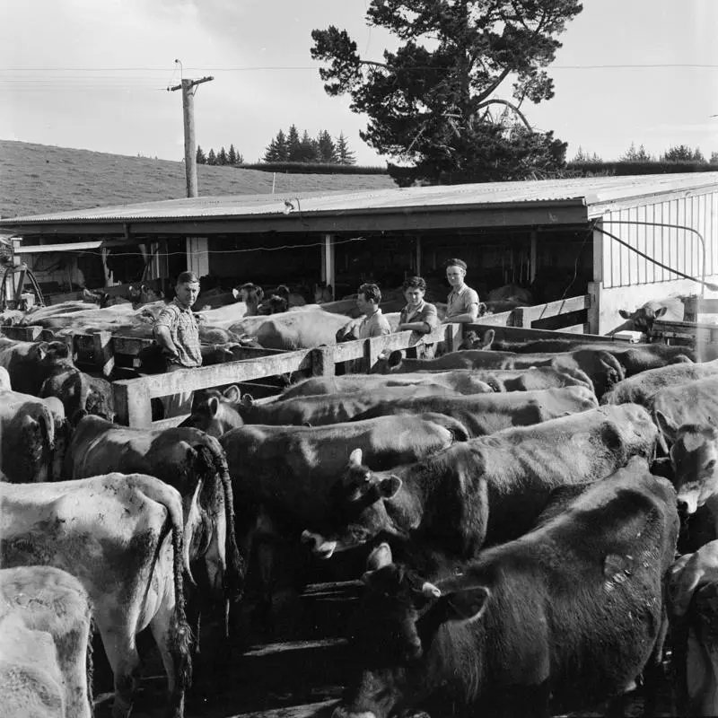 Salvation Army, farming and training, Nov 1960