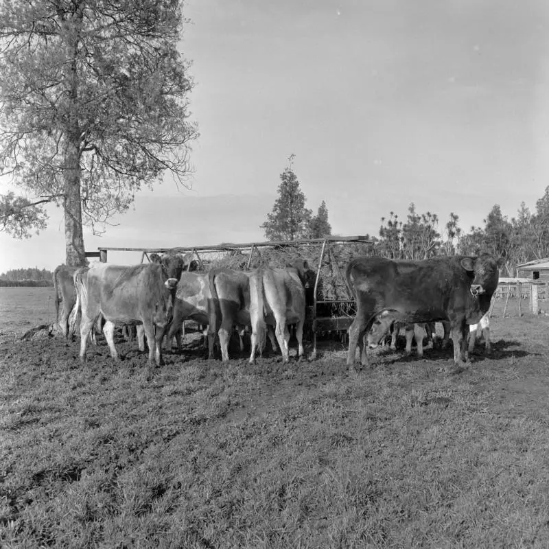 Wintering cows, Hauraki Plains, June 1962