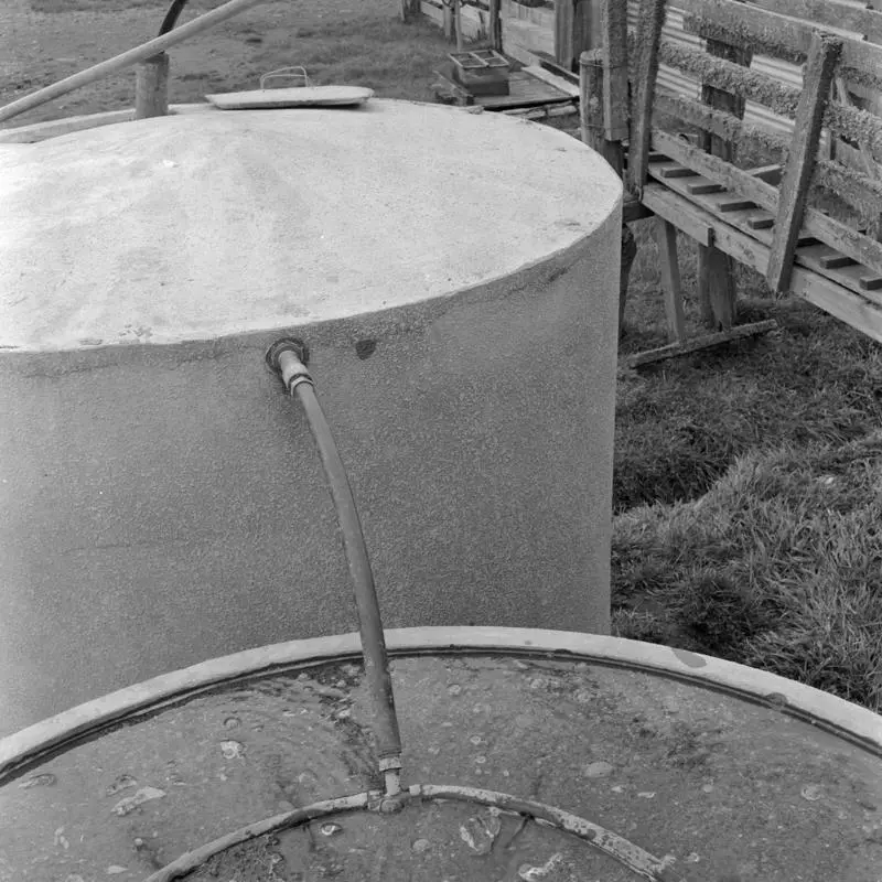 Hamilton dairy farms, Oct 1964