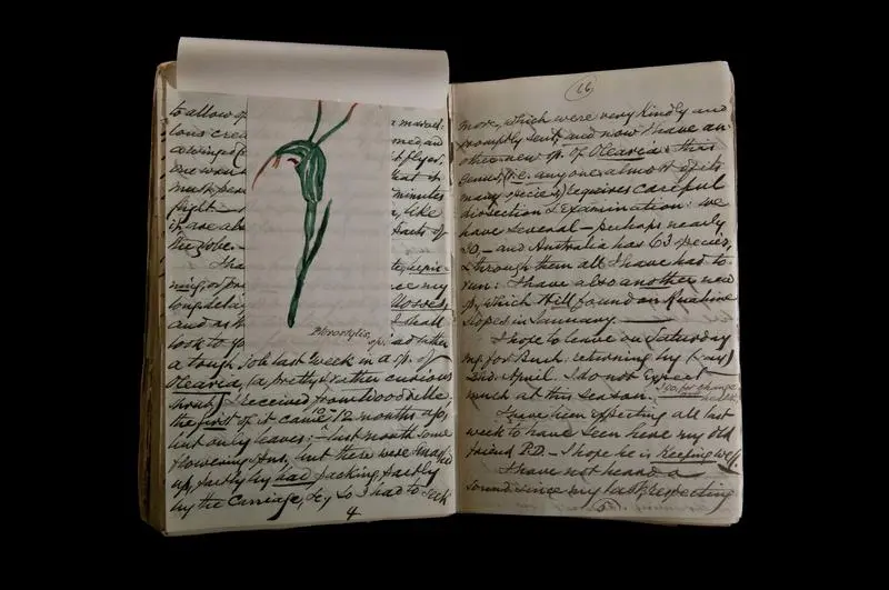 Booklet, Letters and Dried Botanical Specimens, William Colenso