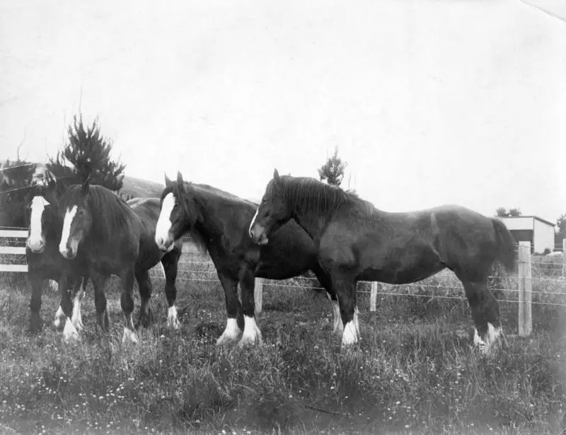 Clydesdale Mares