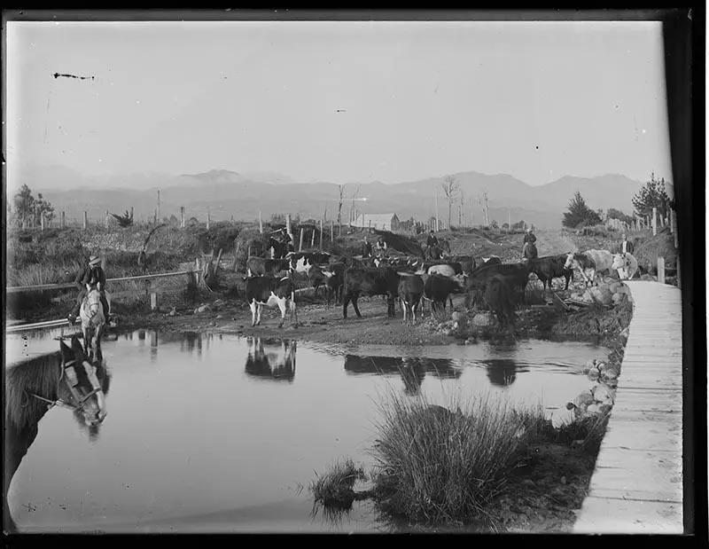 Drovers with cattle