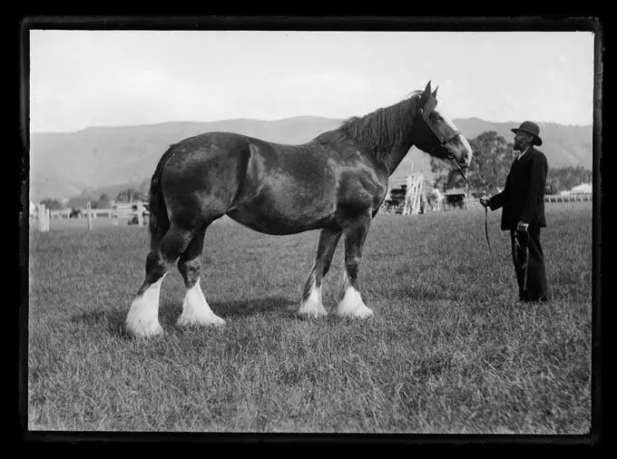 Clydesdale or Shire horse