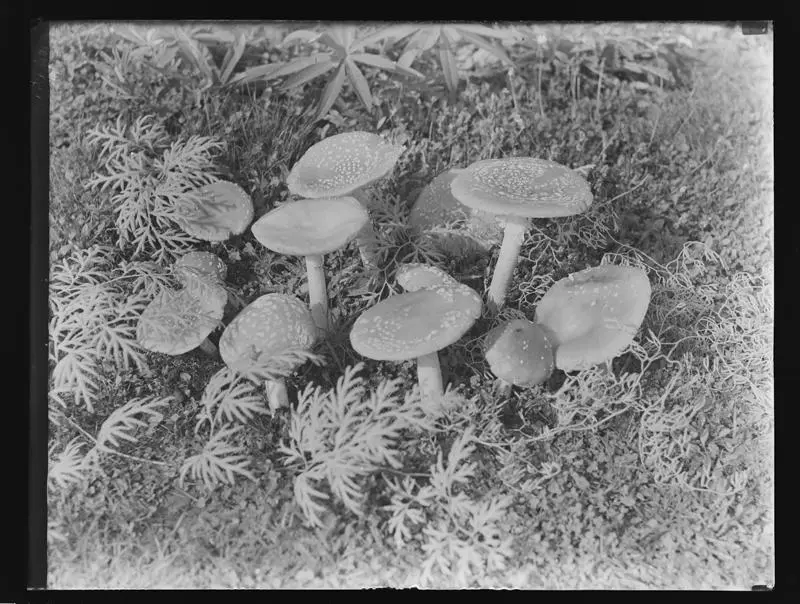 Mushrooms