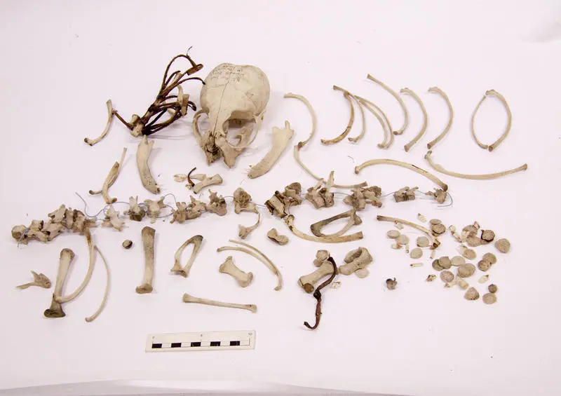 Seal, Bones