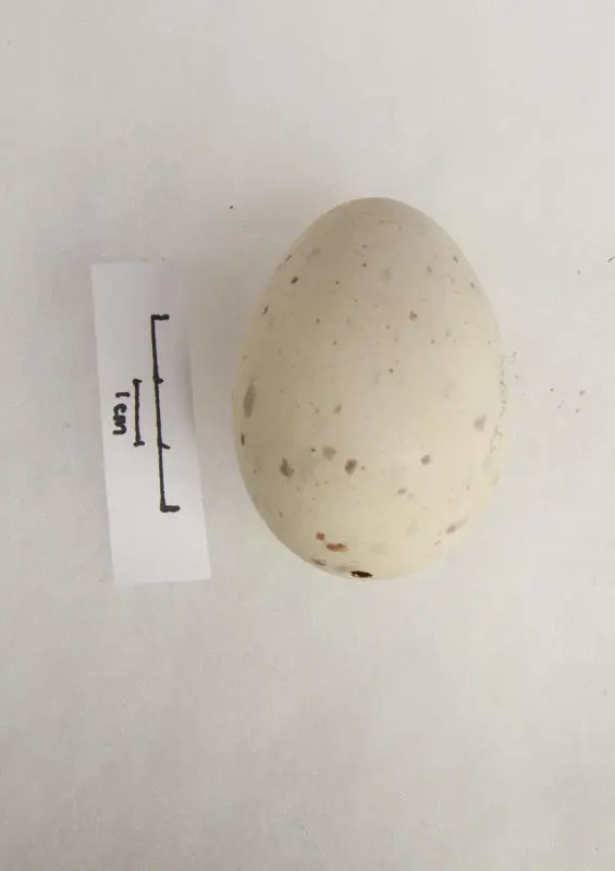 Egg, Weka