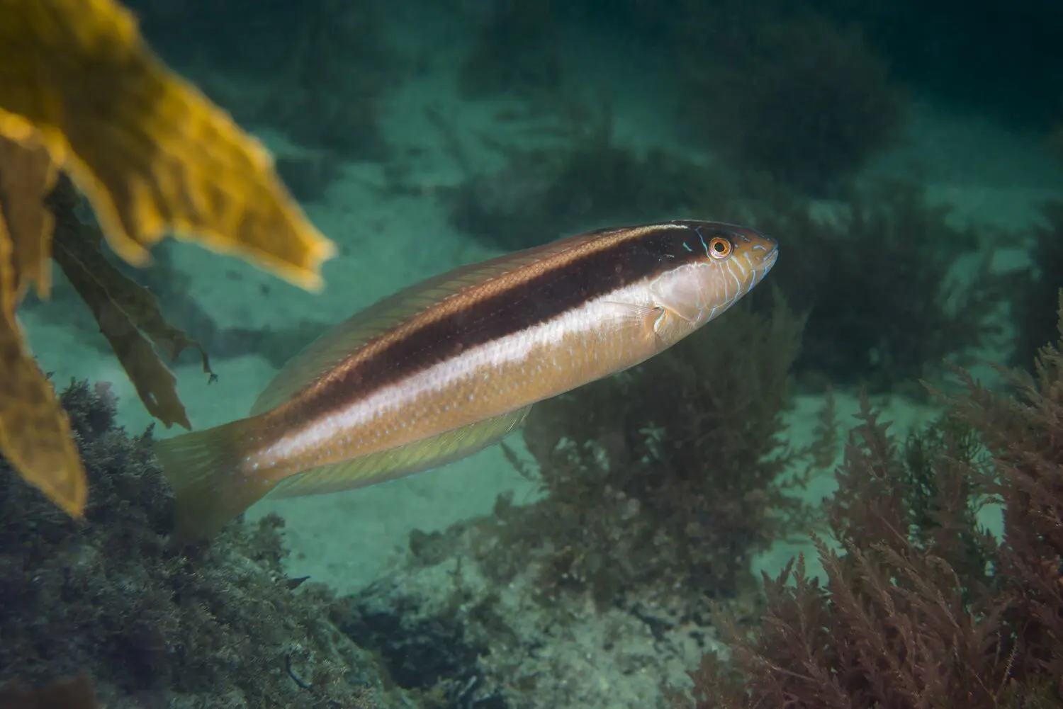 Southern Maori Wrasse, Ophthalmolepis lineolata