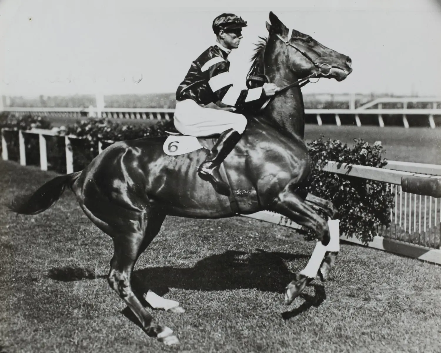 Photograph - Jim Pike Riding Phar Lap at Derby Day, Flemington Racecourse, Victoria, 1930