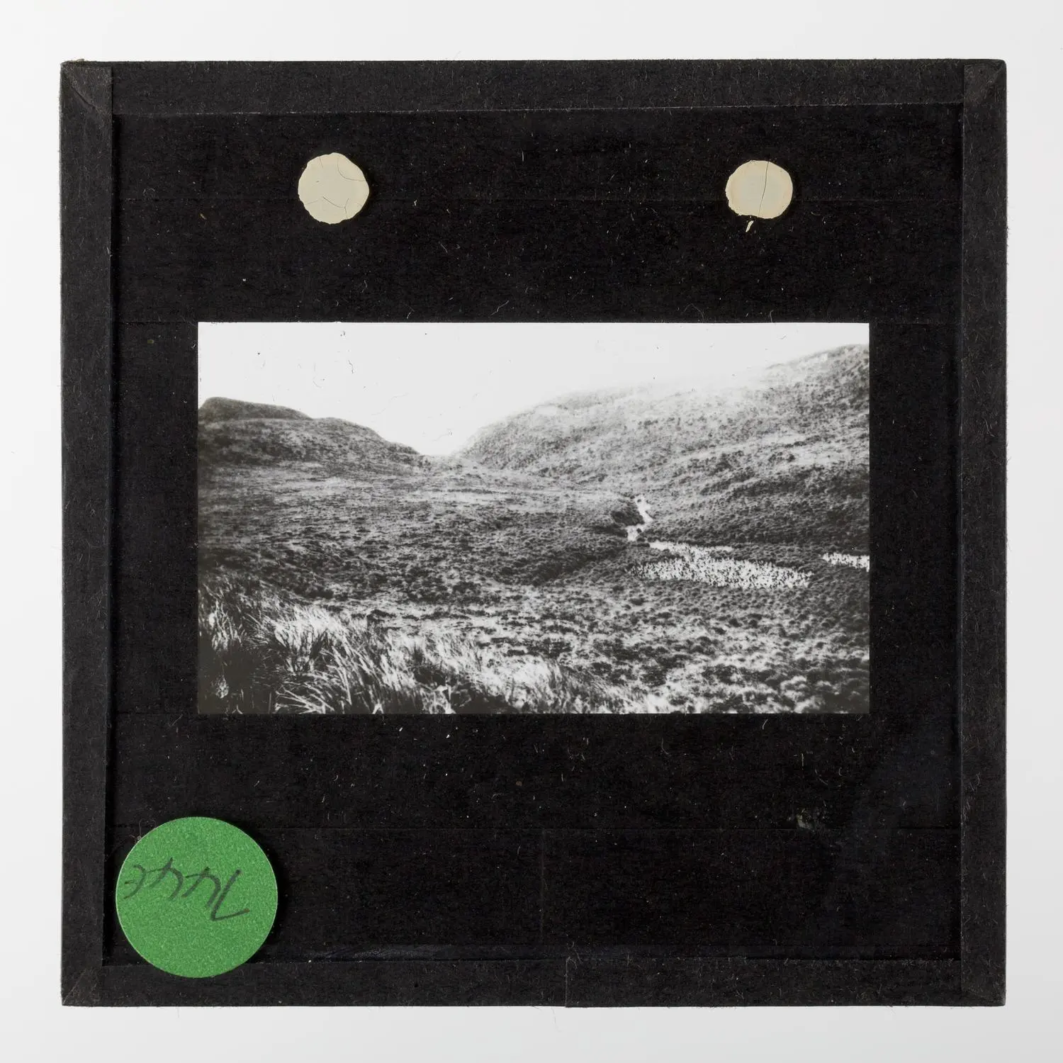 Lantern Slide - 'Penguin Rookeries- Royal Penguins', Macquarie Island, BANZARE Voyage 2, Antarctica, 1930-1931