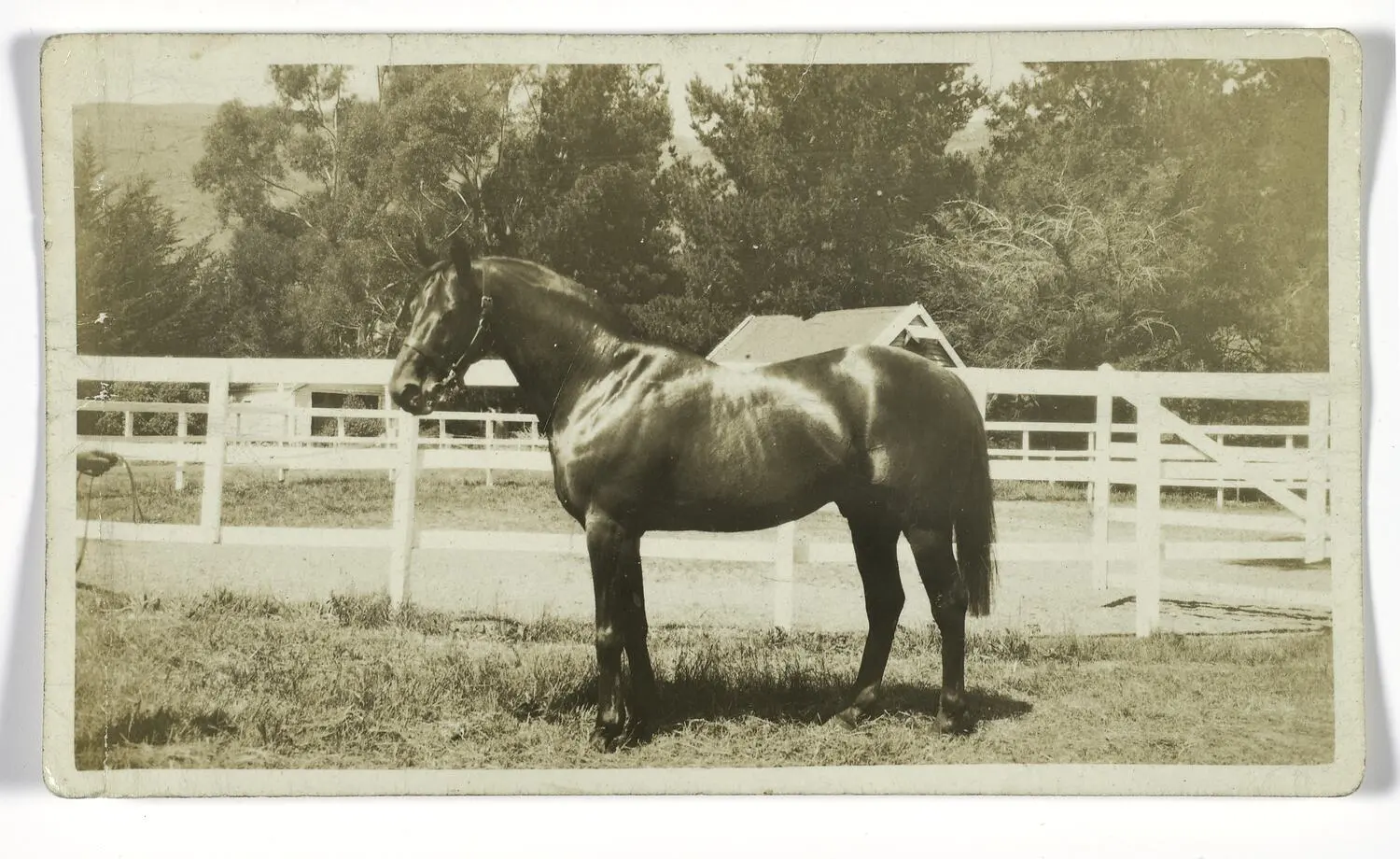 Negative - Race Horse Night Raid, Sire of Phar Lap Sire, Timaru, New Zealand, 1932