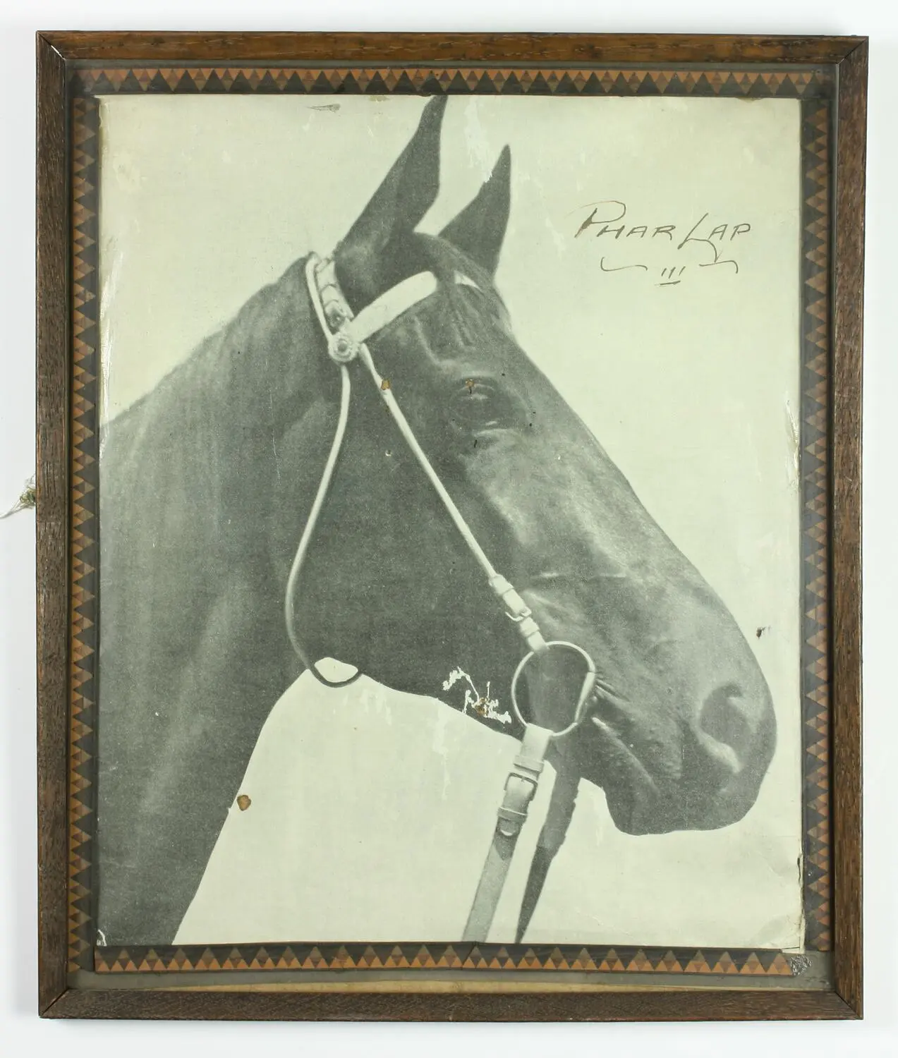 Photograph - Phar Lap Headshot, Framed, 1930s