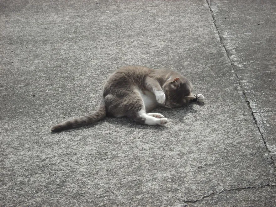 The cat at 24 Stuckey Street, Levin