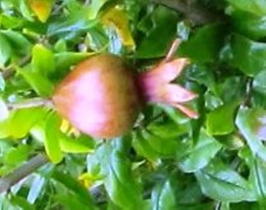 Garden 5 Pomegranate fruit
