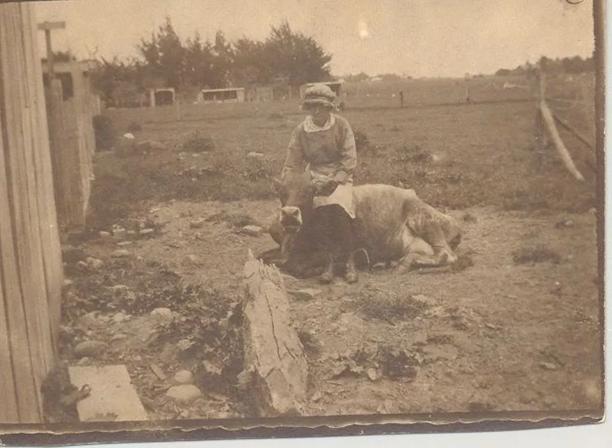 Unidentified woman sitting on cow