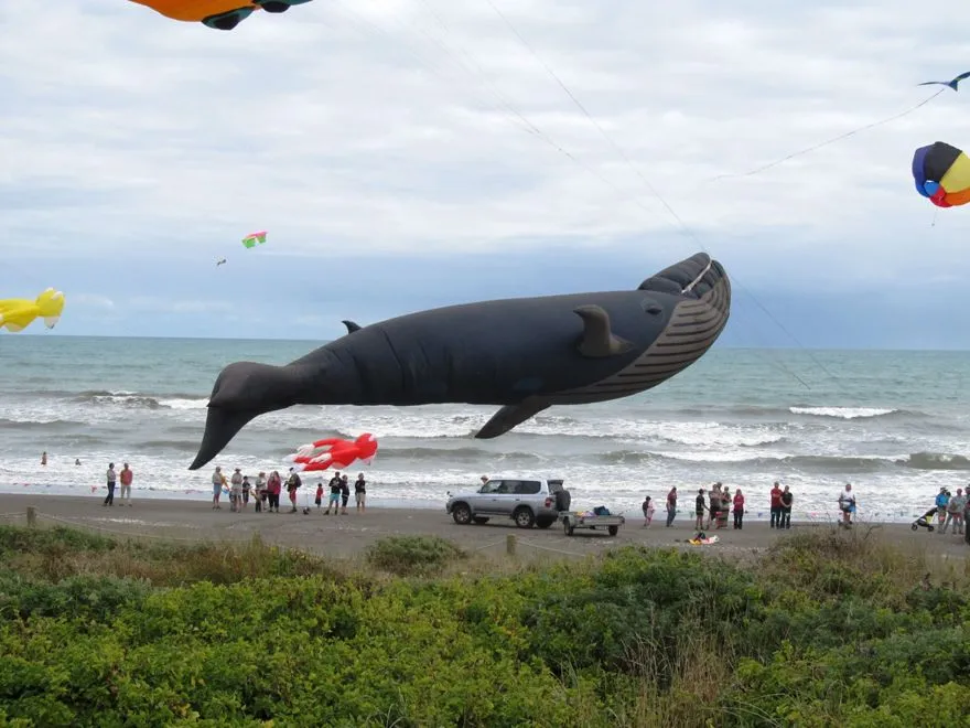 Whale kite getting airborne