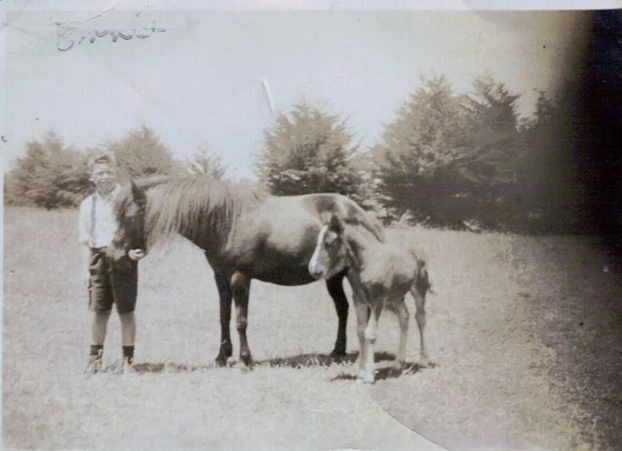 Standens farm shetland Pony