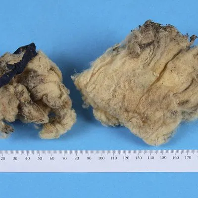 Wool specimens from stud ram