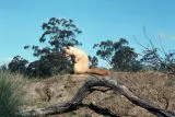 Golden brush-tail possum on ground