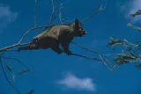 Golden brush-tailed possum in tree