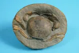 Miocene crab