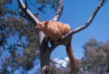 Golden brush-tailed possum in tree