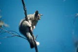 Golden brush-tailed possum in tree