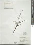 Corokia cotoneaster Raoul
