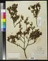 Podocarpus nivalis Hook.